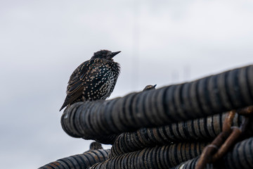 European starling in Howth habror.