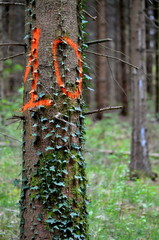 arbre dans une forêt marqué du nombre 10