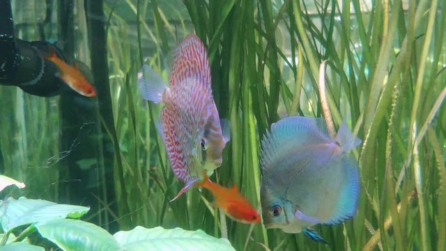 Discus fish eating moss from dead log underwater