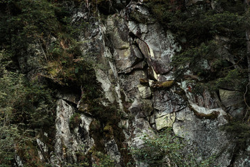 green leaves on trees near stones in forest