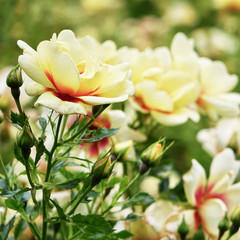 GReeting card with white roses