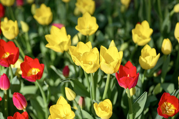 Obraz premium Many opened yellow and red tulips on a sunny day