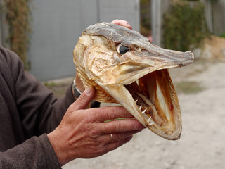 stuffed head of a big pike in the hands
