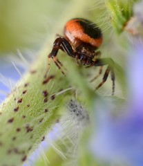une araignée orange montant sur une tige