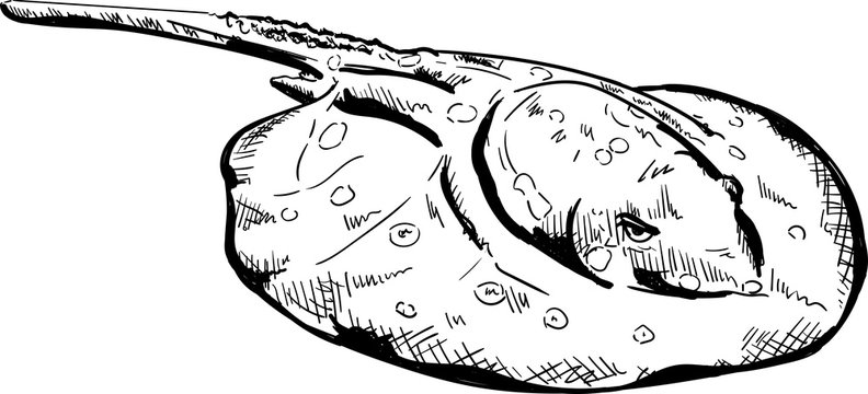 Spotted ray  Marine fish.