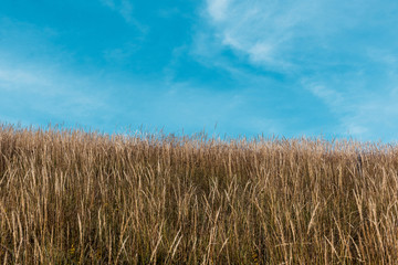 yellow barley in golden field against blue sky with clouds
