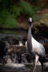 A standing demoiselle crane portrait 