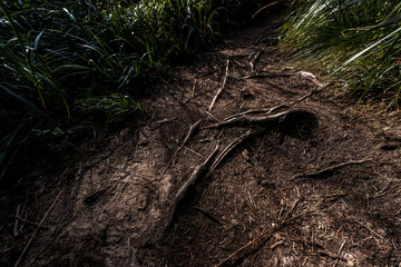 top view of roots on ground near green grass