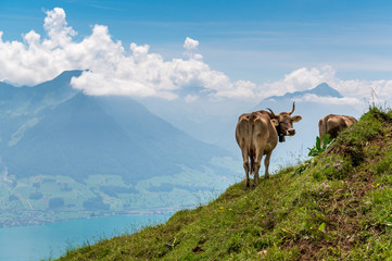 Braunvieh geniesst Aussicht auf den Vierwaldstättersee