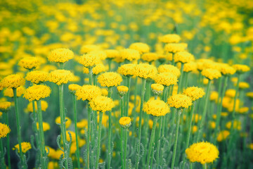 Fototapeta premium Helichrysum flowers on green nature blurred background. Yellow flowers is blooming. Medicinal herb therapy.