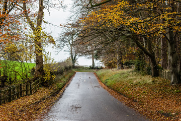 Autumn colours in UK Countryside 