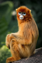 The snub-nosed monkey portrait