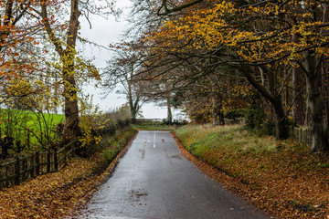 Autumn colours in UK Countryside 
