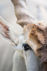 Obraz premium closeup portrait for a takin 
