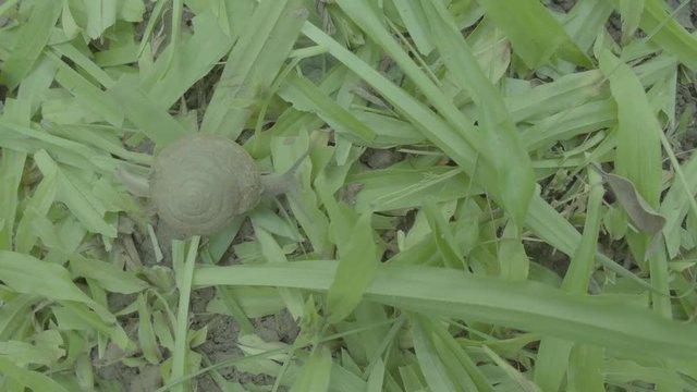 Snails walking on green grass