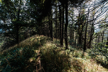 sunlight on green trees with twigs in park