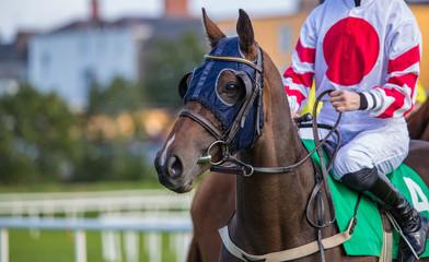 Close up portrat of racehorse on the track