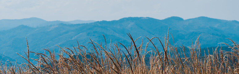 panoramic shot of golden field near scenic mountains