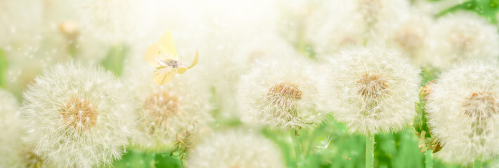 Dreamy dandelions blowball flowers, seeds fly in the wind and butterfly against sunlight. Pastel golden toned. Macro with soft focus. Nature greeting card panoramic spring background