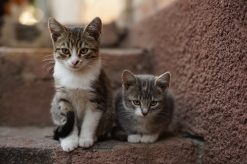two cute kittens are sitting on the stone steps outdoor