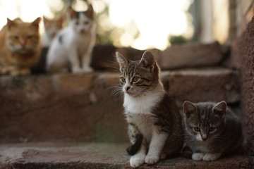 cats sitting on the steps