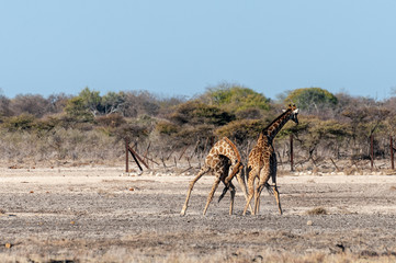 Naklejka na ściany i meble Two Male Angolan Giraffes - Giraffa giraffa angolensis- fighting by hitting each other with their long necks. Etosha National Park, Namibia.