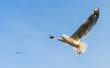 seagull flying in the blue sky