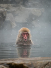 Portrait of Japanese Snow Monkey Macaque bathing in natural outdoor hot spring while snowing in winter season, Jigokudani Monkey Park, Nagano, Japan