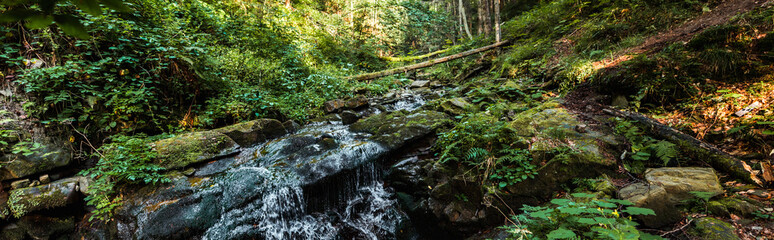 panoramic shot of flowing river near stones in woods