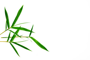 Fresh green bamboo leaves isolated on white background