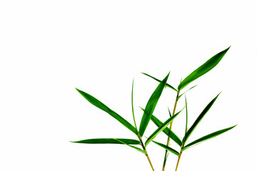 Fototapeta premium Fresh green bamboo leaves isolated on white background