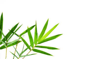 Fresh green bamboo leaves isolated on white background