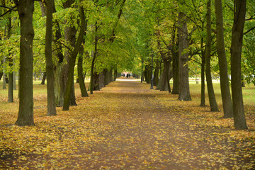 Alley in autumn park
