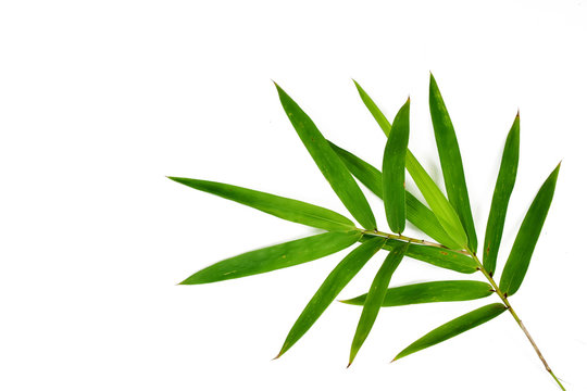 Fresh green bamboo leaves isolated on white background