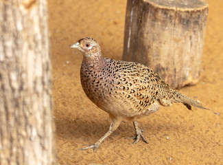 Fototapeta na wymiar Portrait of a female pheasant in a zoo