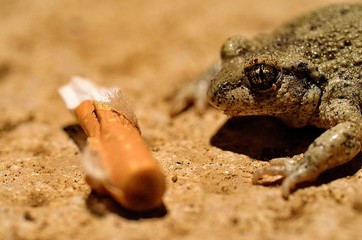 un crapaud et un mégot de cigarette