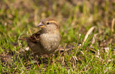 Portrait of a sparrow on the ground in a park
