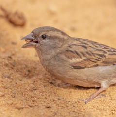 Portrait of a sparrow on the ground in a park