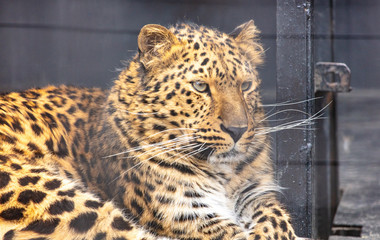 Portrait of a leopard in a zoo