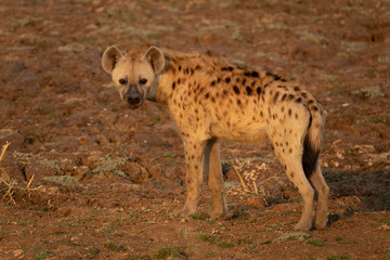 Obraz premium Whole Hyena at the right side of the frame