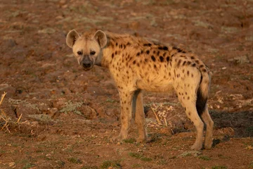Fotobehang Hyena Whole Hyena at the right side of the frame  © F.C.G.