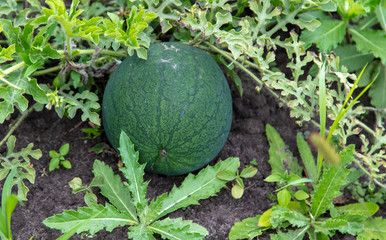 Watermelon grows in the garden