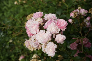 Summer flowers and plants 