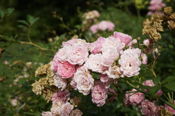 Summer flowers and plants 