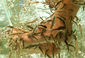 Foot cleaning with fish in the aquarium