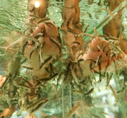 Foot cleaning with fish in the aquarium
