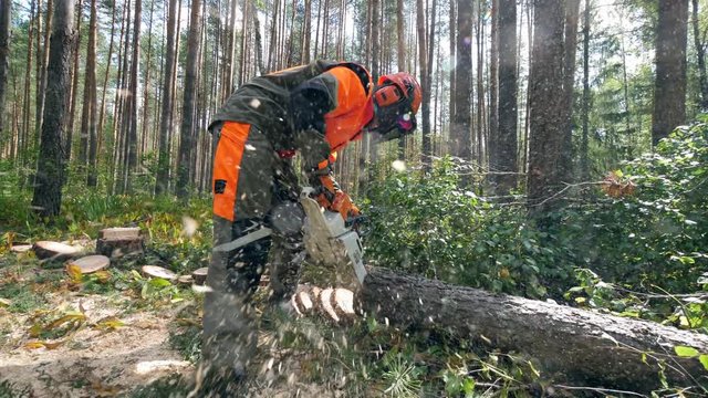 Deforestation, forest cutting concept. Wood is getting sawn by the worker with the shavings flying around