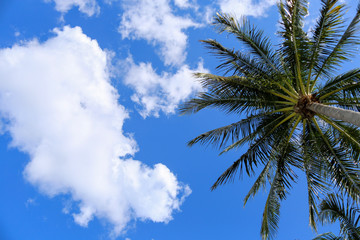 Palm tree and clouds with copy space 
