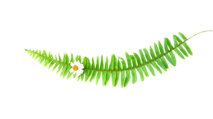 Green fern leaves plants patterns with white flowers isolated on horizontal design background