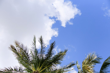 Palm tree and clouds with copy space at top
